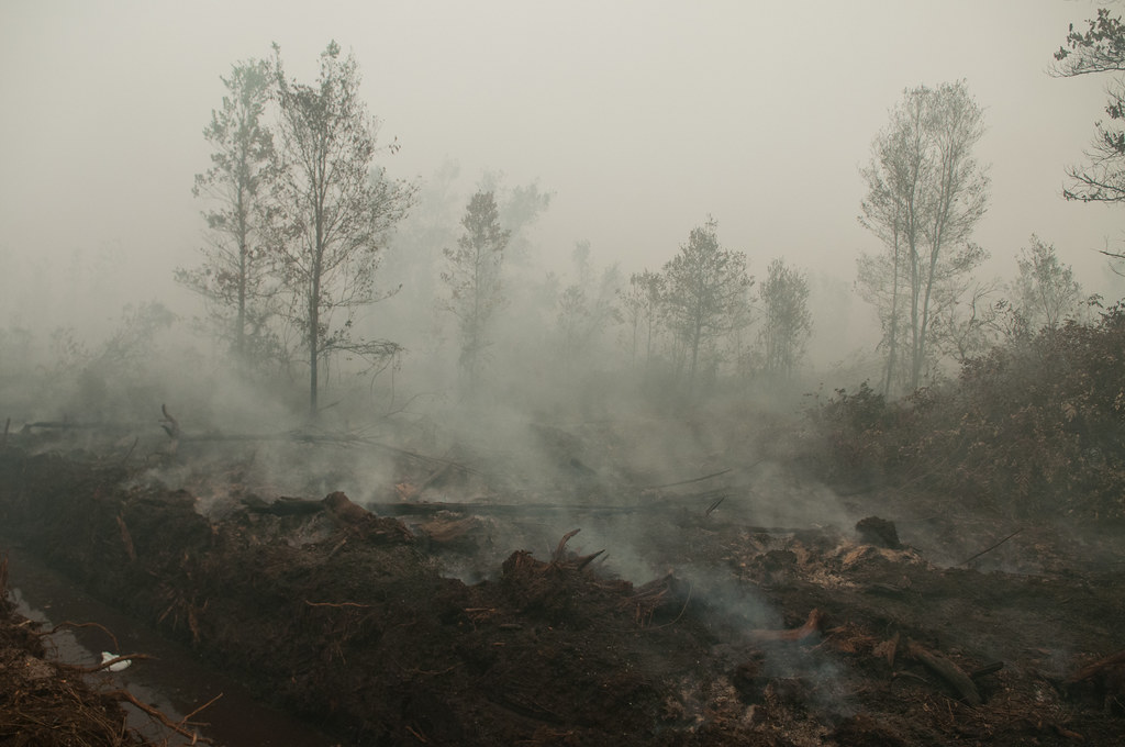 Thick smoke from peat fires. Outside Palangka Raya, Central Kalimantan.