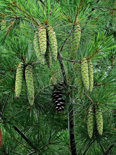 tree needles pine cones summer green nature inexplore 10000views