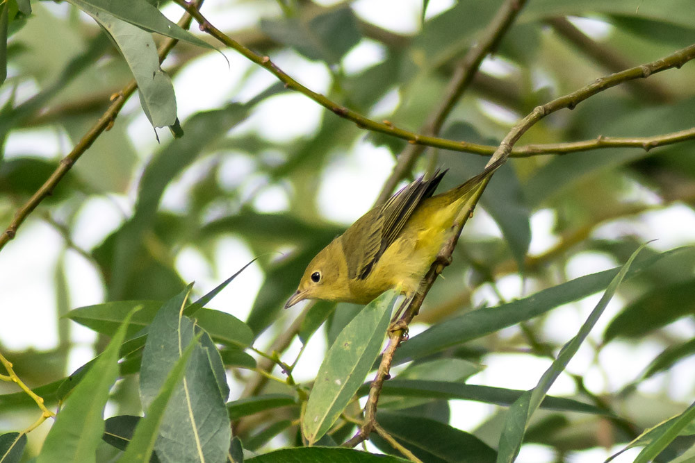 Yellow Warbler-Female