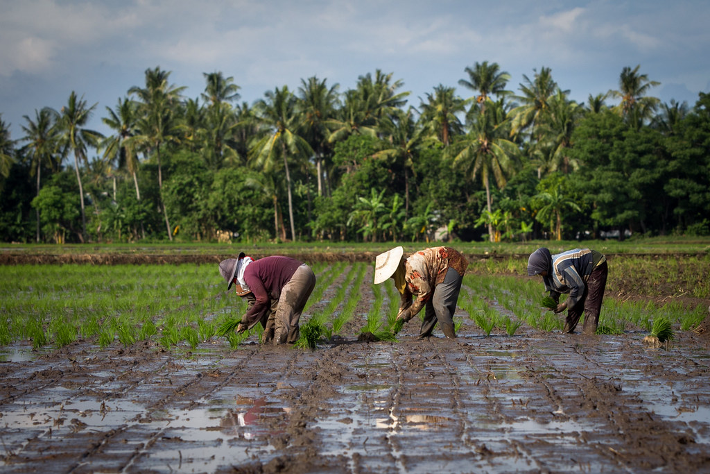 Bantaeng, Indonesia. Farmers planting rice at Bontomanai village in Bantaeng, South Sulawesi, Indonesia on June 7, 2014.