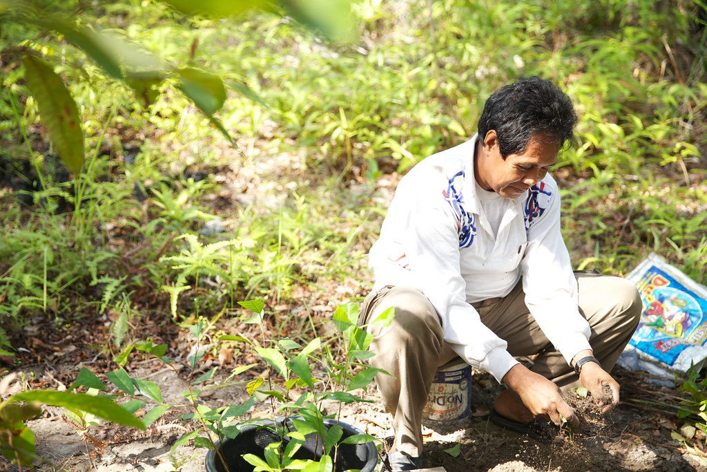 Planting seedlings in Central Kalimantan.
