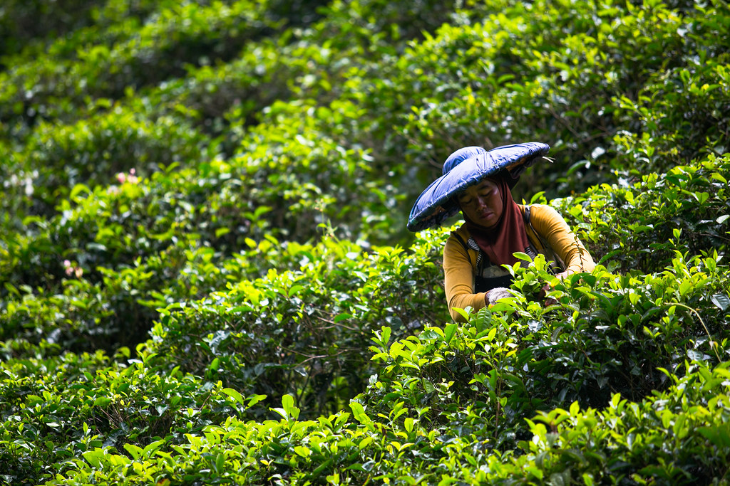 A woman picking tea on a tea plantation in Gunung Halimun-Salak national park, Java, Indonesia.