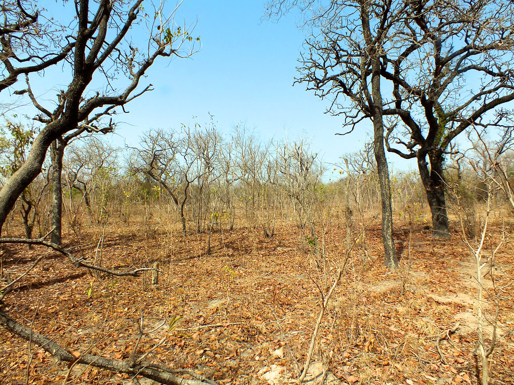 The dry forest and woodlands of Africa cover 54% of the continent and support some 64% of its population through...