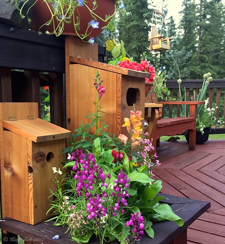 Sam's Birdhouses | by Katy on the Tundra