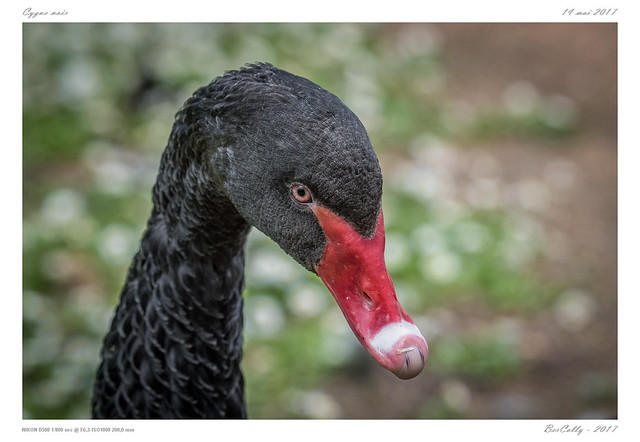 Cygne noir | Black swan