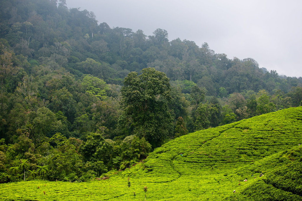 A tea plantation, surrounded by forest, situated in Gunung Halimun-Salak National Park, Java, Indonesia.