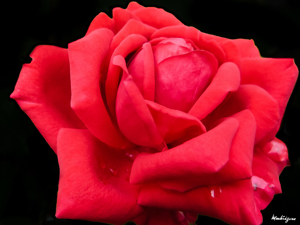 Red Rose - Rose rouge | Monteregina (Nicole) | Flickr