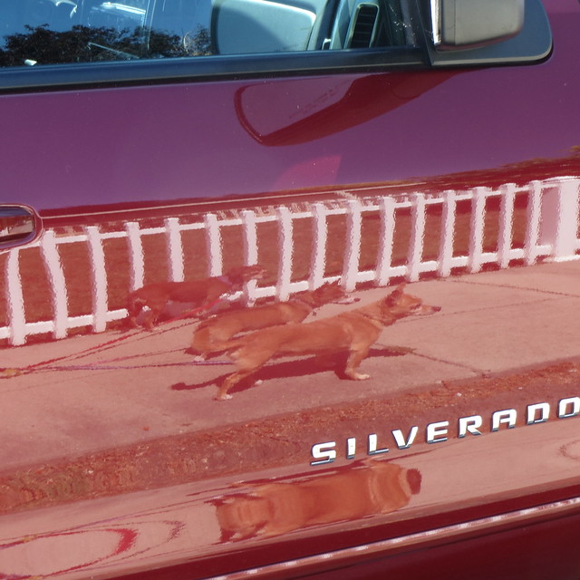 3 dog reflection in Silverado