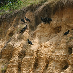 Vulture Committee, Colombia