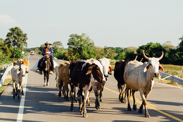 Cowboy & Cows in Road, Magdalena Colombia