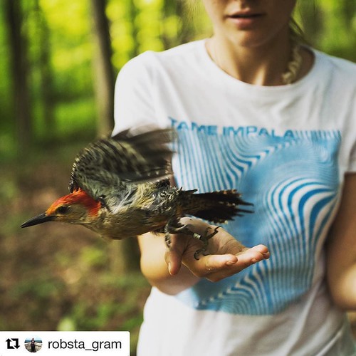 This morning, @snpbiology professor Kara Belinsky and a few of her students banded birds in @mohonkpreserve, a continuation of their research into the local bird population. Here is a red-bellied woodpecker as it is being released! ???? repost @robsta_g