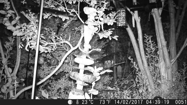 Critter Camera, Backyard