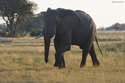 walk walker elephant airport campokavango moremi moremigamereserve okavangodelta okavango delta botswana image:rating=5 image:id=204785