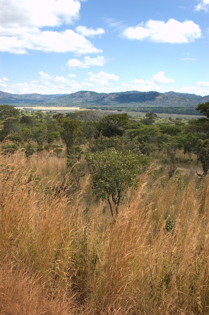 The Miombo woodlands in northern Zambia are the site of a number of large-scale biofuel investments. Zambia, May, 2009.