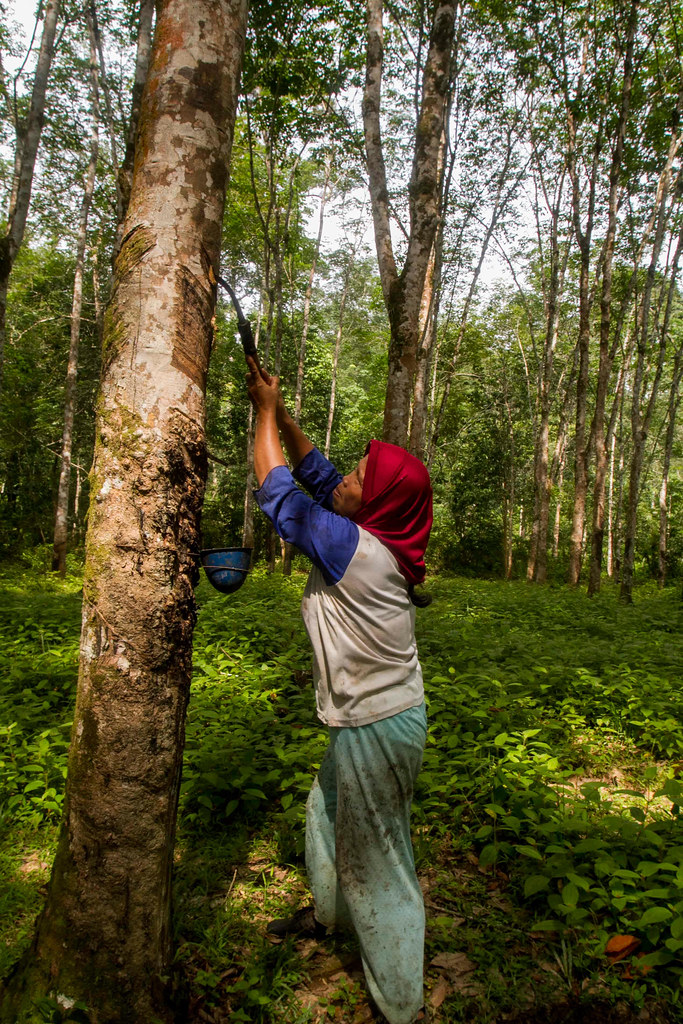 A Lubuk Beringin villager, Zulita, taps a rubber tree on her farm at Lubuk Beringin village, Bungo district, Jambi province,...