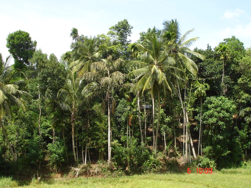 A Kandyan Home Garden In Sri Lanka Photo Credit World Ag Flickr