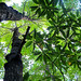 Mangrove canopy