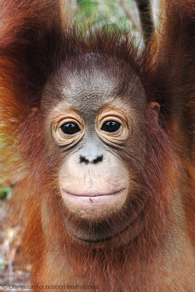 Looking into the eyes  of an orangutan  Official 