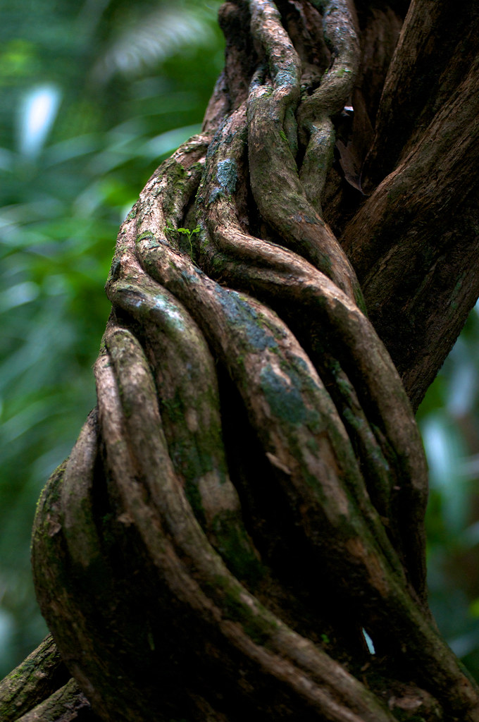 A tendril vine in the rainforest near Porto Velho, Rondonia, Brazil.