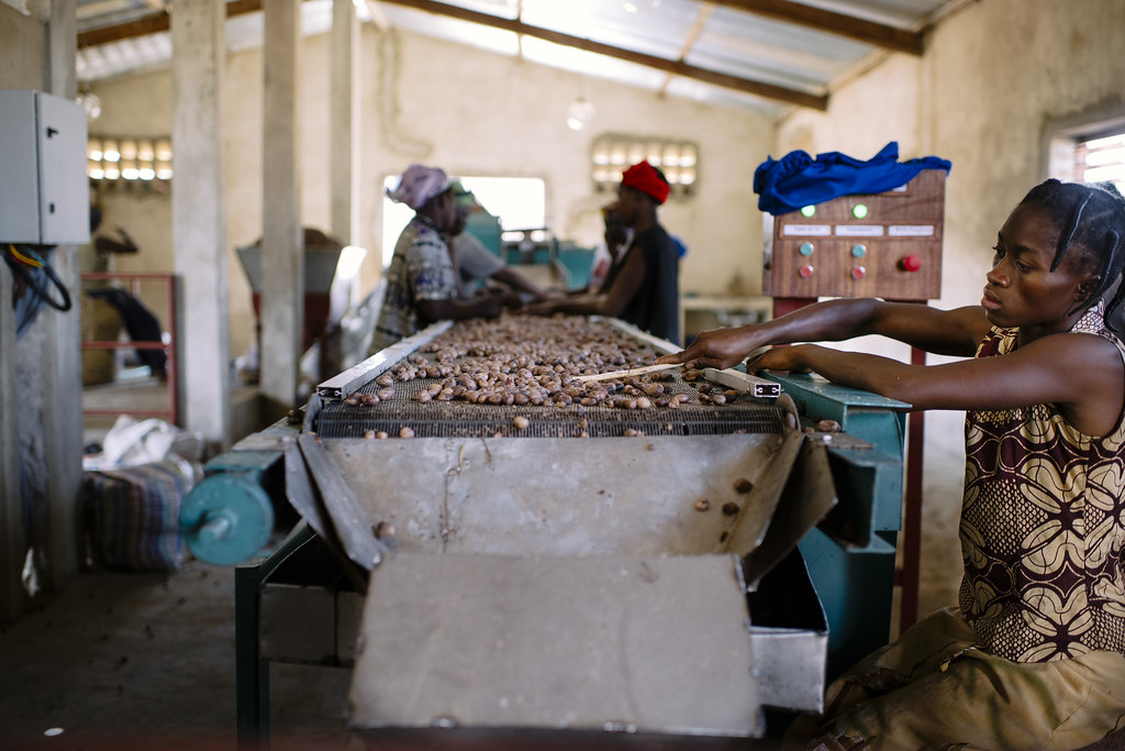 Shea nuts are harvested between mid-June and mid-September after being freed from their pulp. The nut is then washed and...