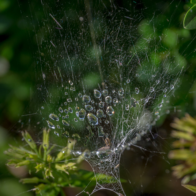 wet spider's web in the garden