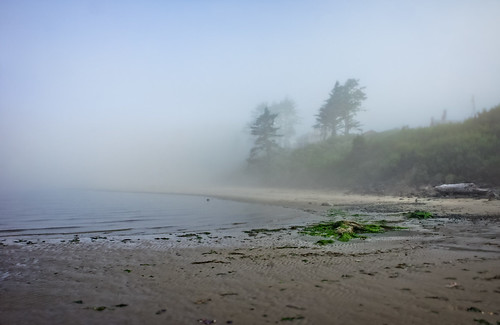 tilamook oregon unitedstates netarts 2012 coast fog landscape moss nature plant sea tree usa