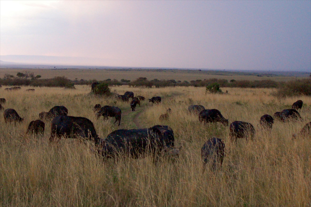 Cape buffalo (Syncerus caffer caffer) in Kenya.