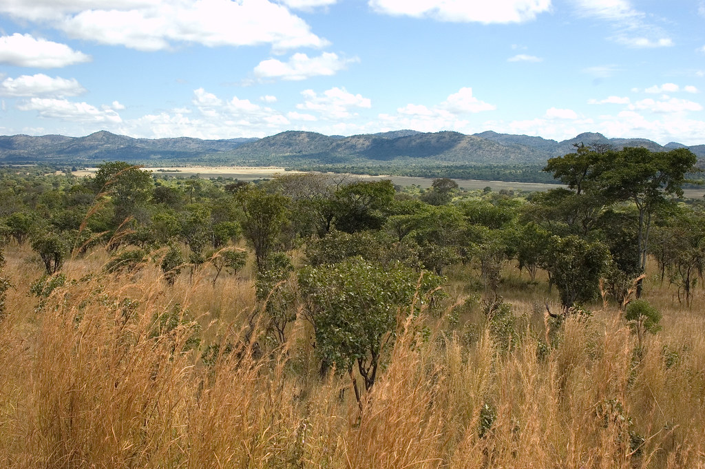 The Miombo woodlands in northern Zambia are the site of a number of large-scale biofuel investments. Zambia, May, 2009.