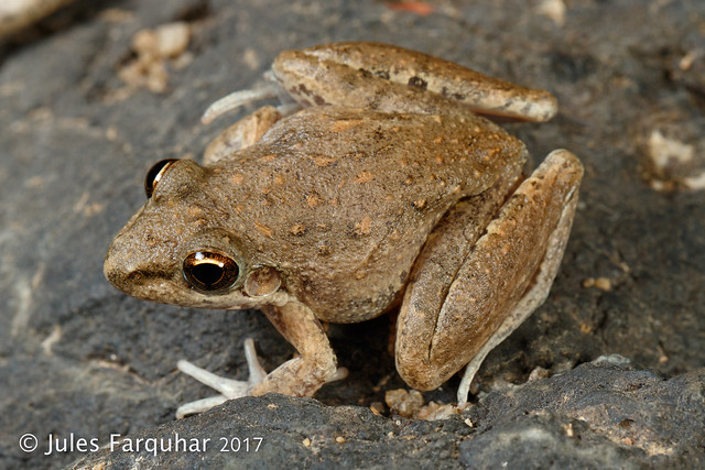 Bumpy Rocket Frog (Litoria inermis)