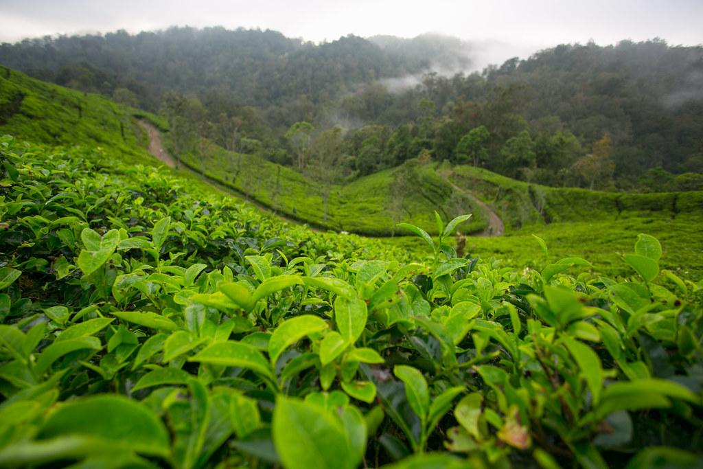 A tea plantation in Gunung Halimun-Salak National Park, Java, Indonesia.