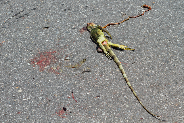 Iguana Roadkill, Colombia