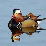 Mandarin duck (Drake)