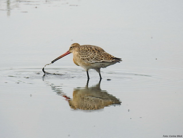 Young Blacktailed Godwit