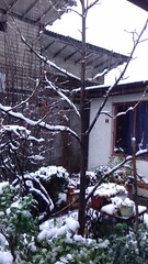 Jardín nevado 2