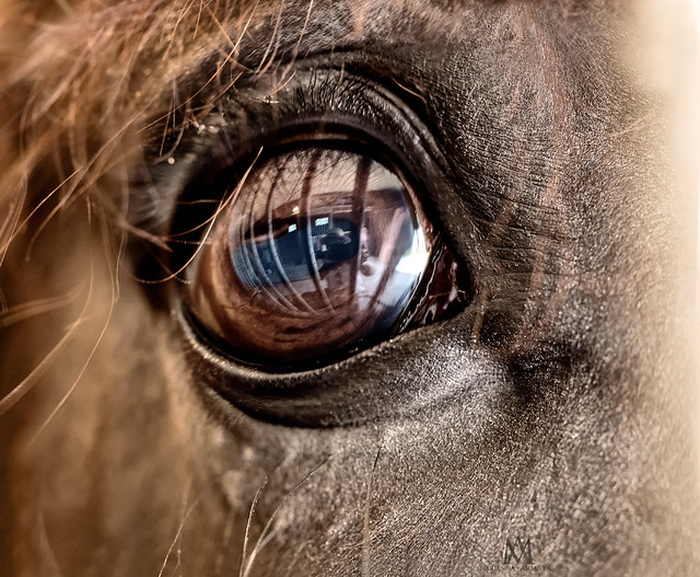 fence reflected in a horse's eye