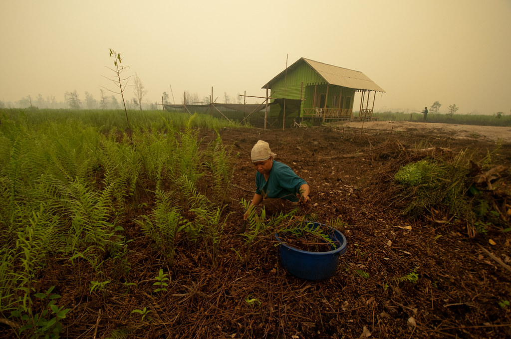 Local residents tend to their land. Palangka Raya, Central Kalimantan.