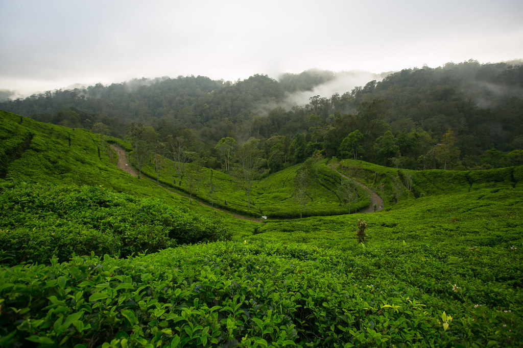A tea plantation in the early morning in Gunung Halimun-Salak National Park, Java, Indonesia.