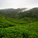 Tea plantation at dawn