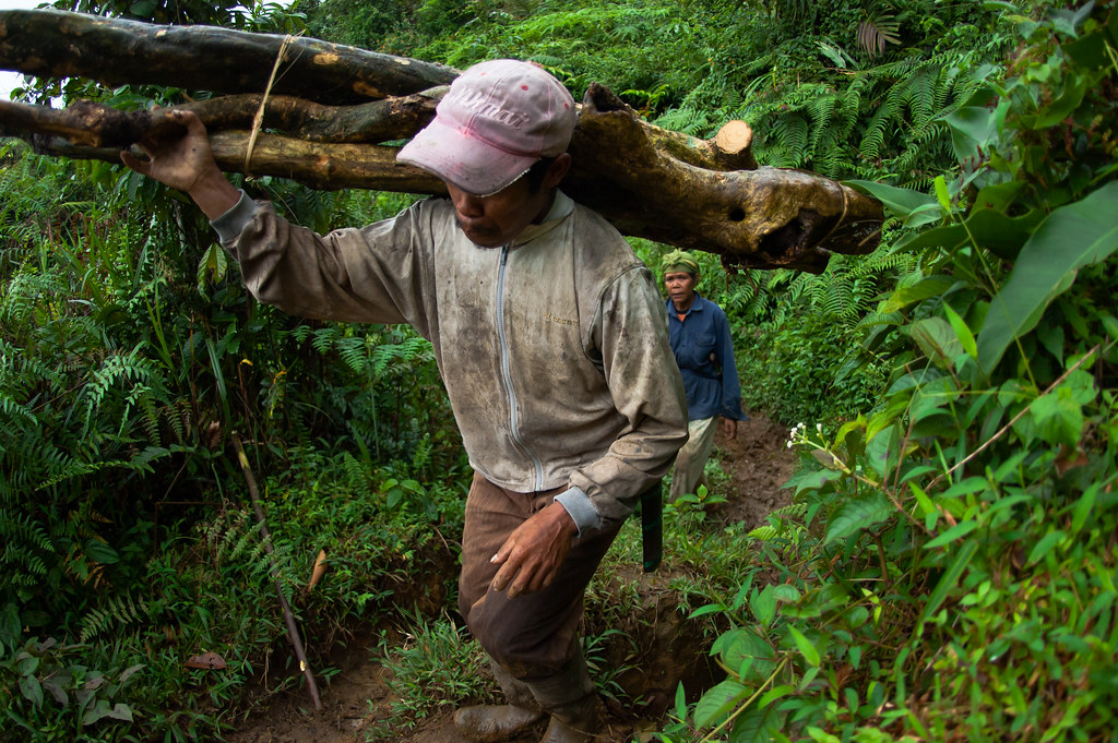 Men from Pangkalan Limus village collect wood from the surrounding forest. Timber is cut on demand and sold to the...