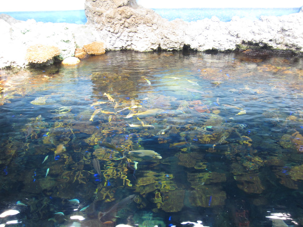 グレートバリアリーフ Gurēto baria rīfu Great Barrier Reef | JeepPea | Flickr