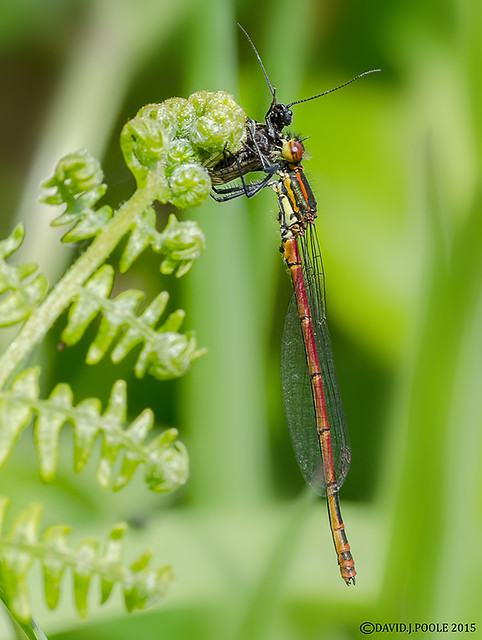Large Red Damselfly with prey.