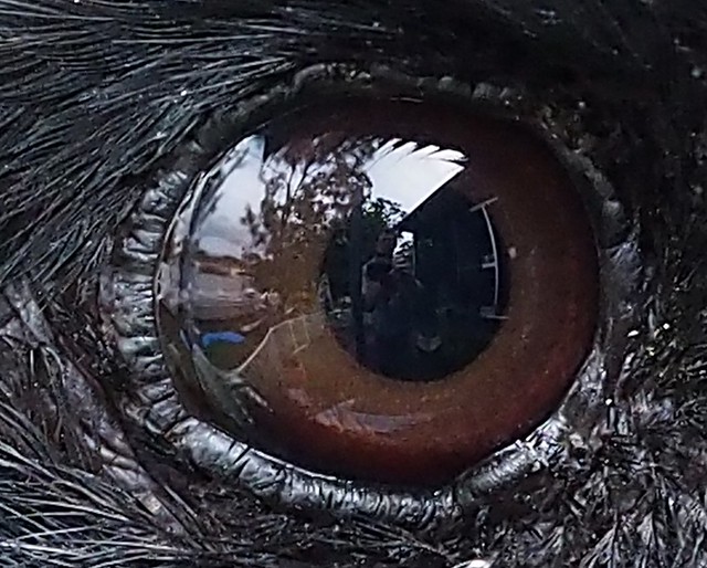 I'm reflected in his eye
