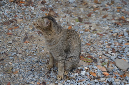 CMS_2997 | by Loop Abroad Thailand