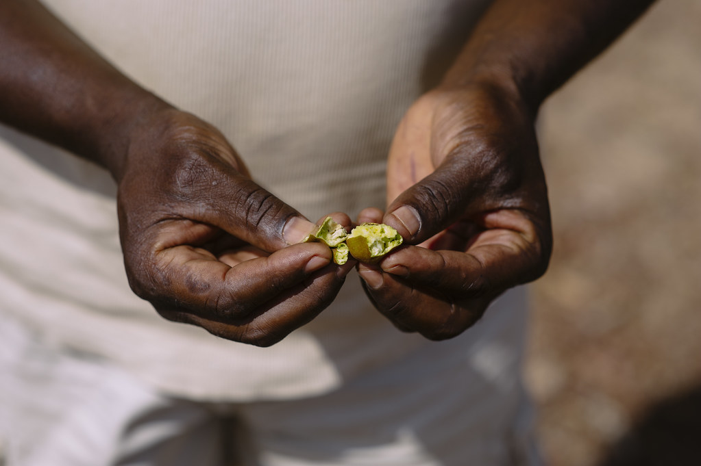 A person shows shea fruit which butter is produced from the shea tree (Vitellaria paradoxa), Bukina Faso