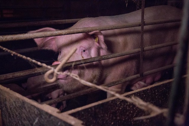Pigs: Farrowing Crates
