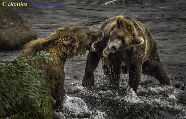 Bears fighting