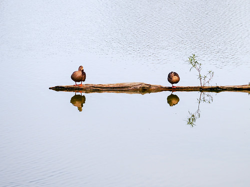 ducks luodong forest park water mirror rest lake couple family line wood float 羅東 宜蘭 鴨 雁 倒影 sunset 浮 木 林場 asia 亞洲