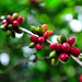 Coffee production at Boa Frente