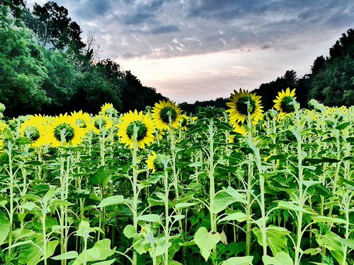 McKee-Beshers Wildlife Management Area Jul 17, 2017, 6-03 AM_sharing by krossbow, marylanddnr girasol girasole lumix maryland marylanddepartmentofnaturalresources mckeebeshers montgo