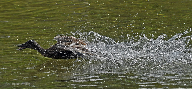 Mallard Duck in a hurry - Ente in Eile